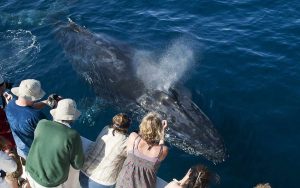 Epic Encounters: A Guide to Unforgettable Whale Watching on the South Coast, NSW
